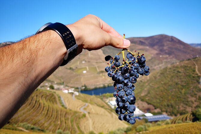 Private Douro Valley Wine Tour + Lunch and Boat Cruise - The afternoon winery visit, a second chance to compare styles