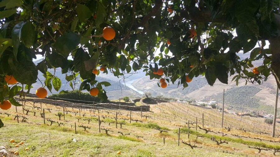 Private Tour: Douro Valley Wine and Food From Porto - Price and Value: Is $212 per Person Fair?