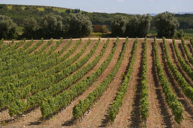Private Tour to Aveiro, to the Sparkling Wine Cellars and Piglet Tasting - Key Things I’d Circle on This Tour