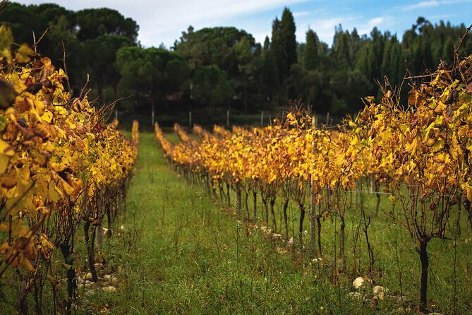 Private Tour to Aveiro, to the Sparkling Wine Cellars and Piglet Tasting - Getting To Aveiro From Porto, In Comfort