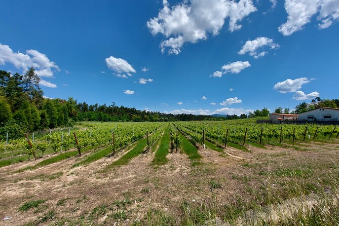 Private Tour to Aveiro, to the Sparkling Wine Cellars and Piglet Tasting - Marinha da Noeirinha Salt Pans: Where You Can See Production