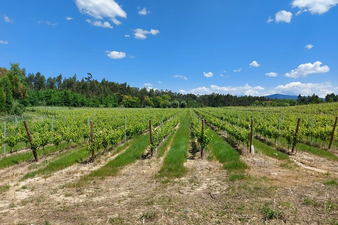Private Tour to Aveiro, to the Sparkling Wine Cellars and Piglet Tasting - Ria de Aveiro Moliceiro Canals: Optional Boat Ride, Real Payoff