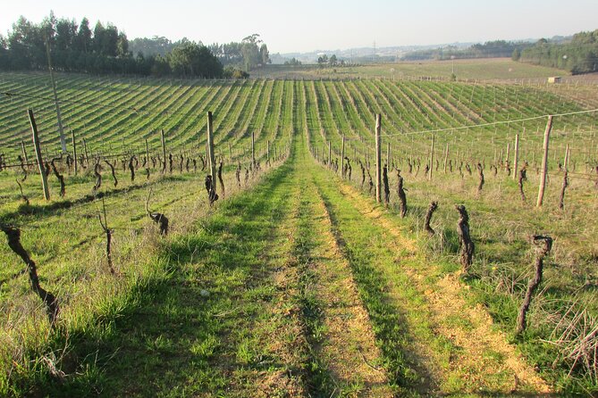 Private Tour to Aveiro, to the Sparkling Wine Cellars and Piglet Tasting - Adega Luís Pato Sparkling Wine Tasting: The “Champagne” Style Moment
