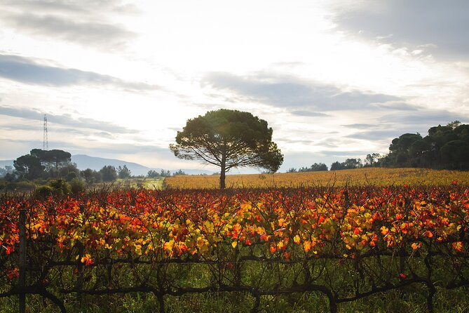 Private Tour to Aveiro, to the Sparkling Wine Cellars and Piglet Tasting - Alianca Underground Museum: Wine Cellars With Barrels and Art