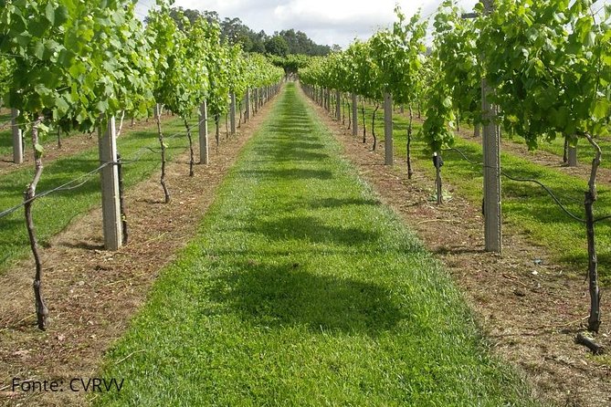 Private tour to Ponte de Lima, Vinho Verde region - Taverna Vaca das Cordas: tradition near the Lima River