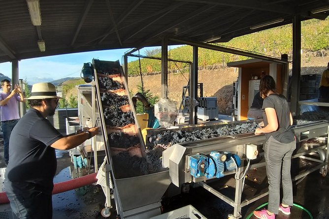 Private Tour to stunning Douro Valley and most renowned wineries - Winery Upgrades and Lunch Costs: How to Budget the Right Level of Wine Time