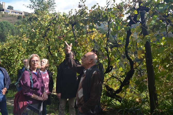 Private Vinho Verde Region Wine Tour from Porto Including Lunch - Key things I think you’ll enjoy most
