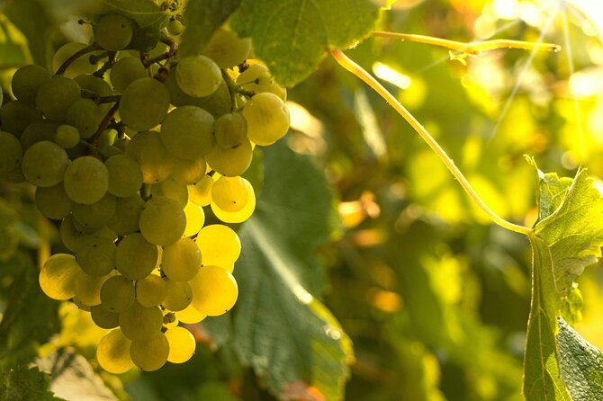 Private Vinho Verde Region Wine Tour from Porto Including Lunch - Why this Vinho Verde day from Porto feels different
