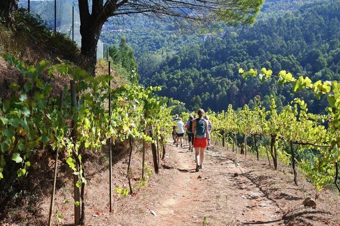 Private Vinho Verde Region Wine Tour from Porto Including Lunch - Lunch in Amarante: what you’ll likely taste and why it works