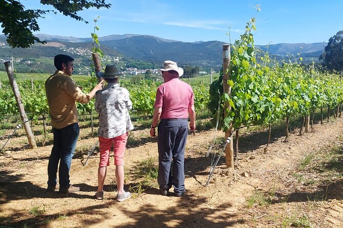 Private Vinho Verde Wine Tour from Porto with Lunch & Tastings - Key highlights worth planning for