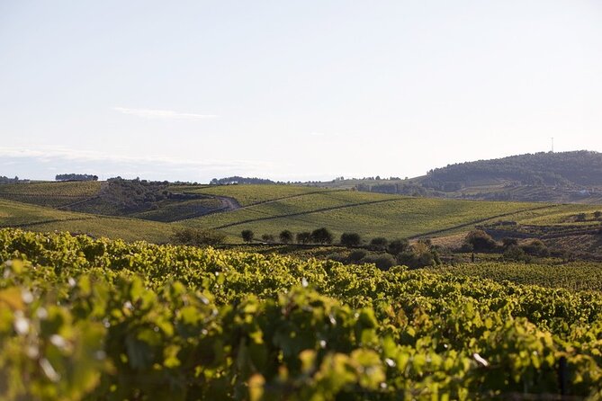 Private visit with wine tasting in Alijó Douro - Urban-art cellars and the winemaking workflow