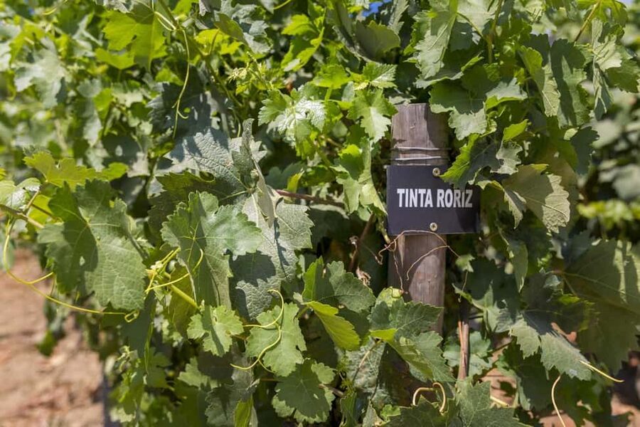 Régua: Wine Tasting at a Farm, Traditional Lunch, Cruise and Train - Train ride along the riverbank, a simple ending that feels special