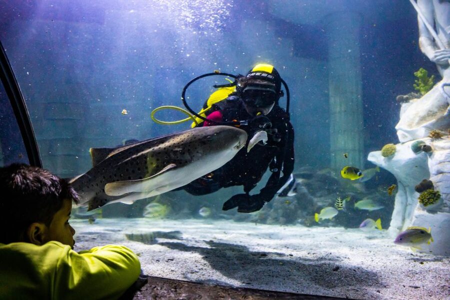 SEA LIFE Porto Full-Day Entrance Ticket - SEA LIFE Porto at Castelo do Queijo, where it fits in your day