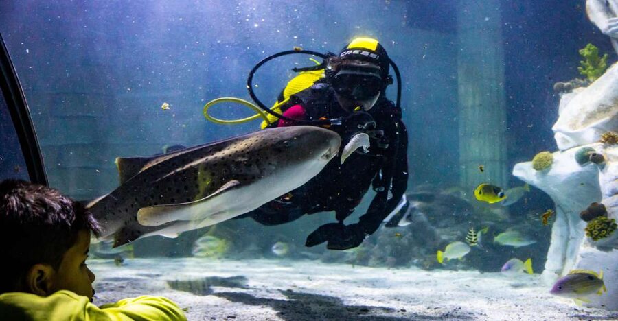 SEA LIFE Porto Full-Day Entrance Ticket - Penguin Island: the new birds in town