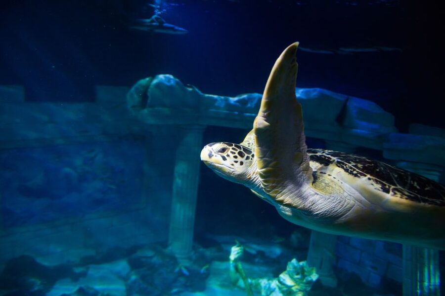 SEA LIFE Porto Full-Day Entrance Ticket - Free talks and feeding demos, how to time your visit
