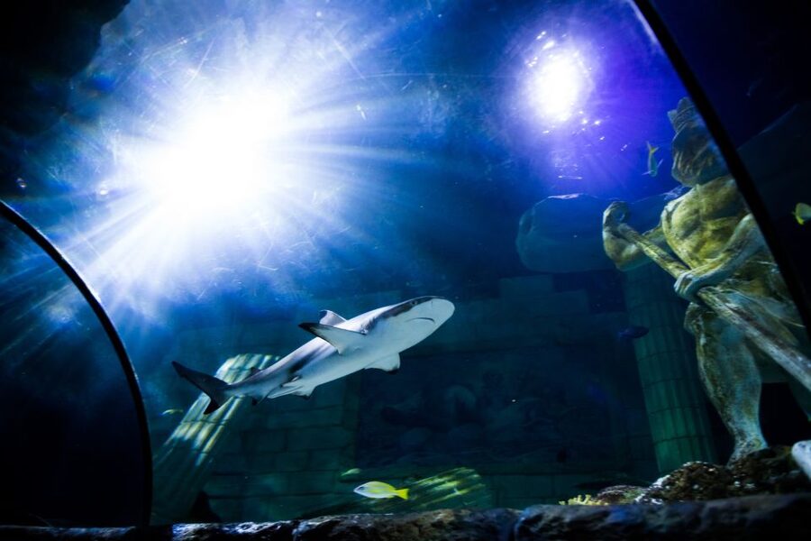 SEA LIFE Porto Full-Day Entrance Ticket - The cafeteria break and the Atlantic Ocean balcony views