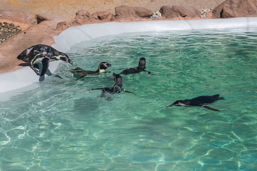 SEA LIFE Porto Full-Day Entrance Ticket - A simple way to build a full-day plan around it