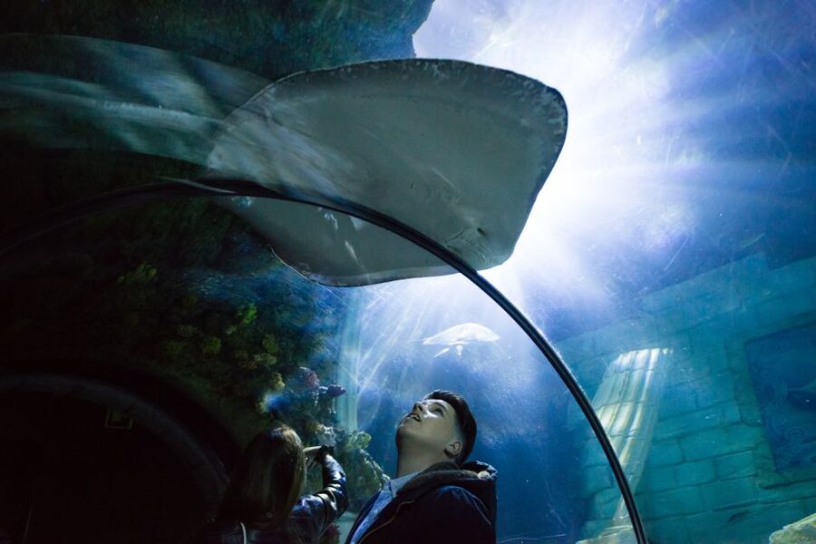 SEA LIFE Porto Full-Day Entrance Ticket - What you will see: rays, sharks, seahorses, and green turtles