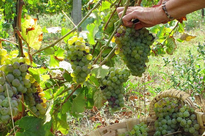 Traditional Cooking Class, Farm Tour & Lunch in the Douro Valley - Stop on the farm: Quinta de Louredo and the feeling of a working household