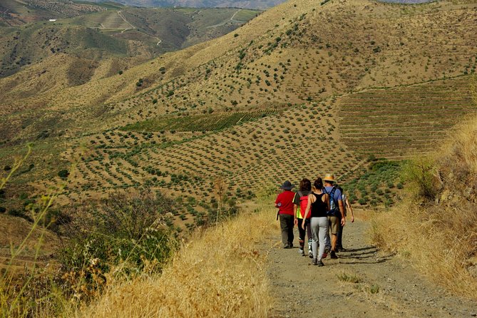 Upper Douro Walk & WineTour - The Côa Museum: why it makes the engravings hit harder