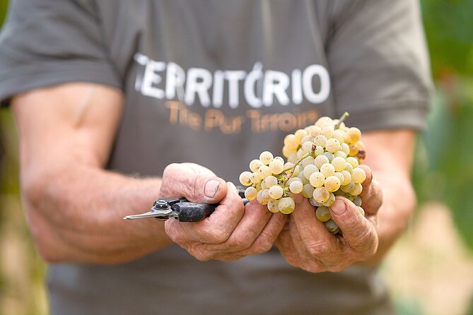 Vinho Verde Experience with 2 Wineries and Lunch - Getting from Porto to Vinho Verde: the day starts early
