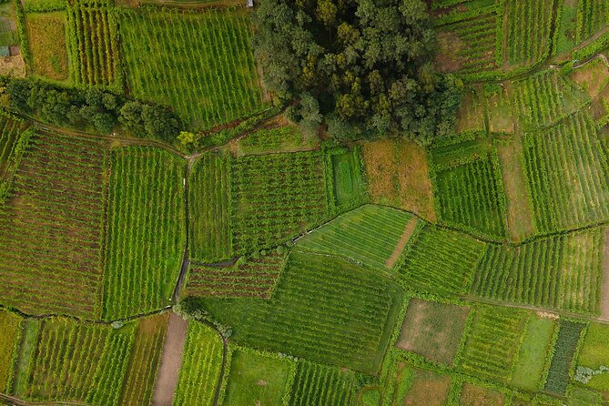 Vinho Verde Experience with 2 Wineries and Lunch - Quinta da Torre and Anselmo Mendes: Monção tastings plus the ride back