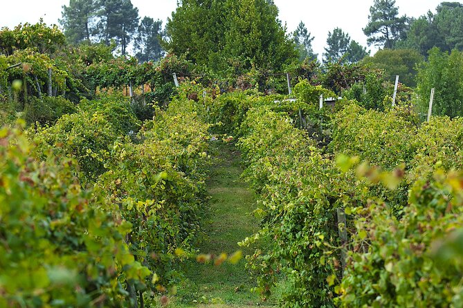Vinho Verde Experience with 2 Wineries and Lunch - Practical tips for tasting, photos, and drinking responsibly