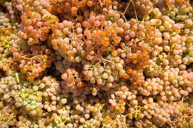 Vinho Verde Experience with 2 Wineries and Lunch - Soalheiro in Melgaço: green wine tastings with real regional focus