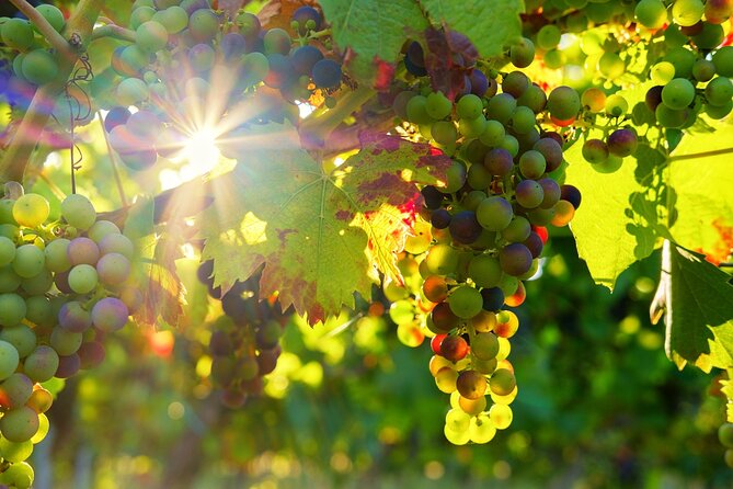 Vinho Verde Private Wine-Tour (All Inclusive) - Key highlights worth knowing