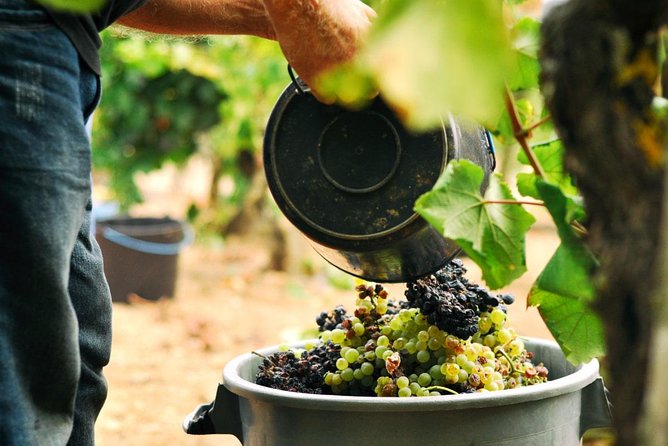 Vinho Verde Private Wine-Tour (All Inclusive) - Pickup, timing, and how the day feels start to finish