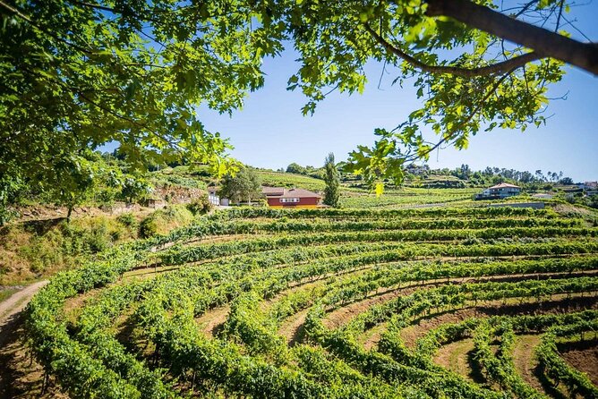 Vinho Verde Private Wine-Tour (All Inclusive) - Stop 2: Monção and Melgaço, Alvarinho’s home base