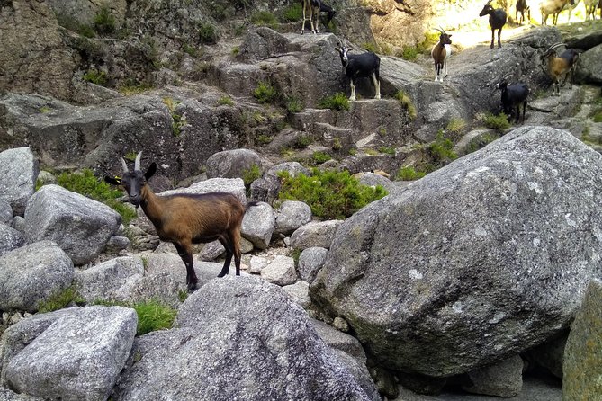 Waterfalls, Heritage and Nature in Gerês Park - from Porto - Fafião: Wolf Territory, Village Life, and A Lunch That Changes The Day