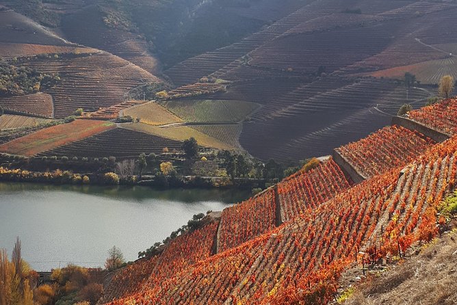 Wine experience with a sommelier - What the Sommelier Moment Actually Adds to Your Wine Day