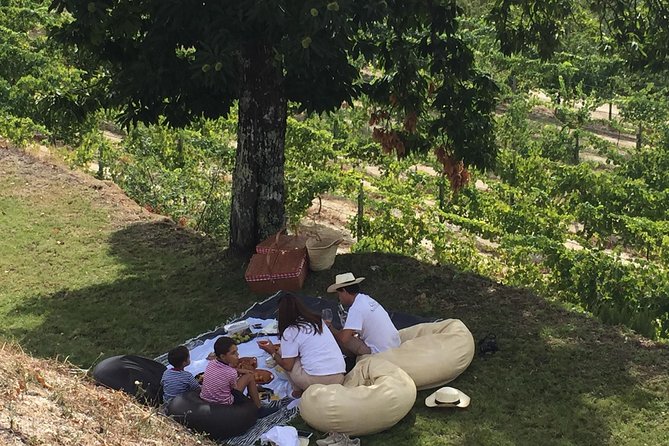 Wine Tasting & Lunch | Quinta de Santa Cristina Vinho Verde - Why this Vinho Verde tasting feels like a countryside reset