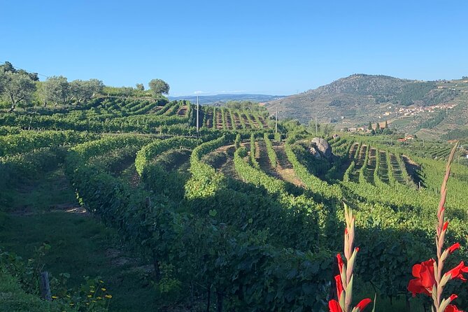 Winery Tour and Wine Tasting Quinta da Portela de Baixo in Lamego - What You Do on the Winery Tour and Tasting